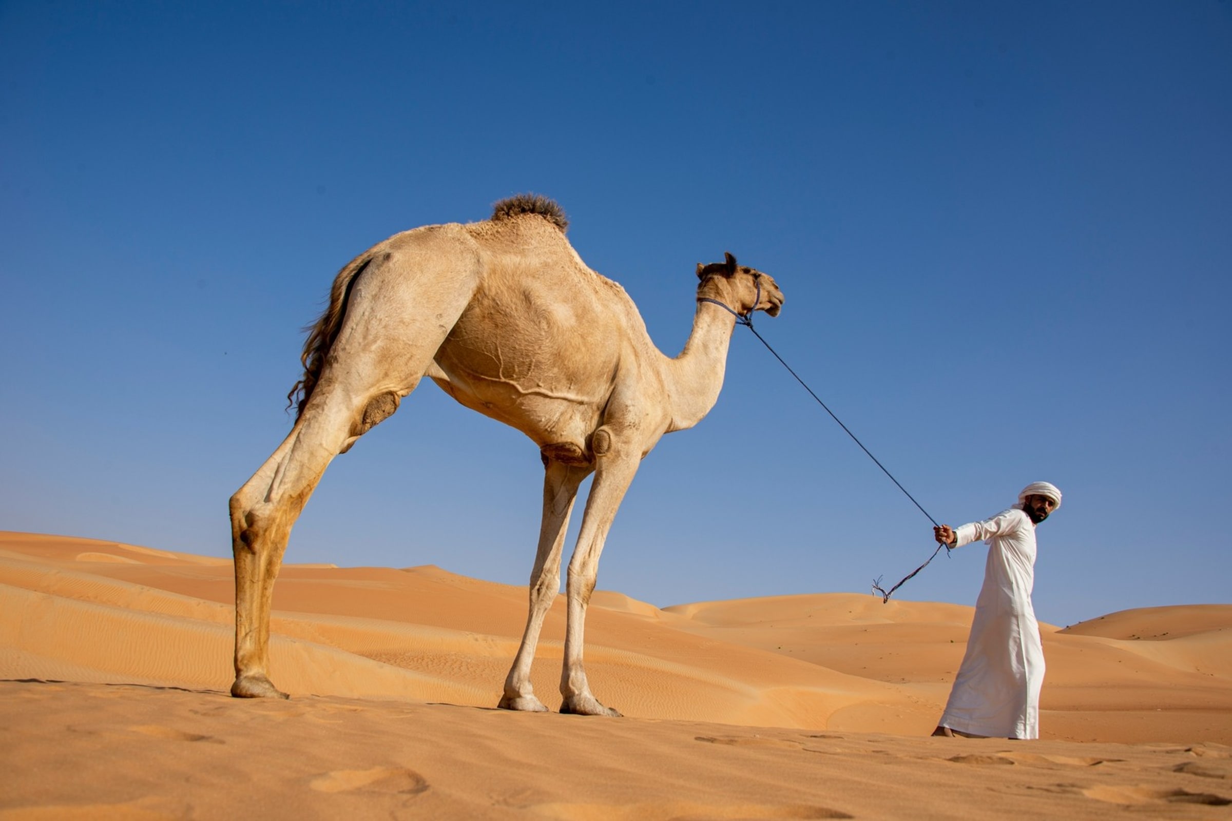 Abu Dhabi Desert Safari Experience